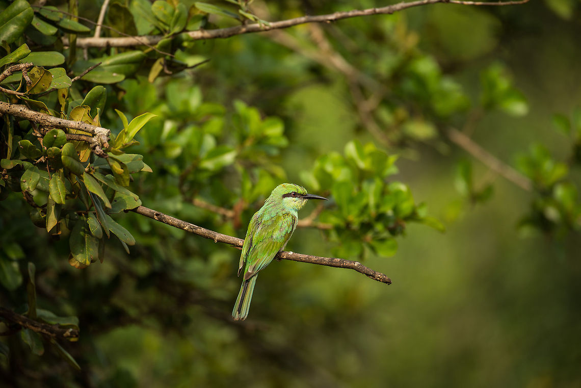 Green Bee-eater at Wilpaththu park, Sri Lanka  Asia,Green Bee-eater,Merops orientalis,Sri Lanka,Wilpaththu