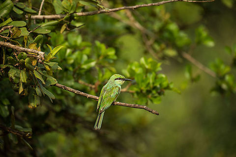 Green Bee-eater at Wilpaththu park, Sri Lanka  Asia,Green Bee-eater,Merops orientalis,Sri Lanka,Wilpaththu