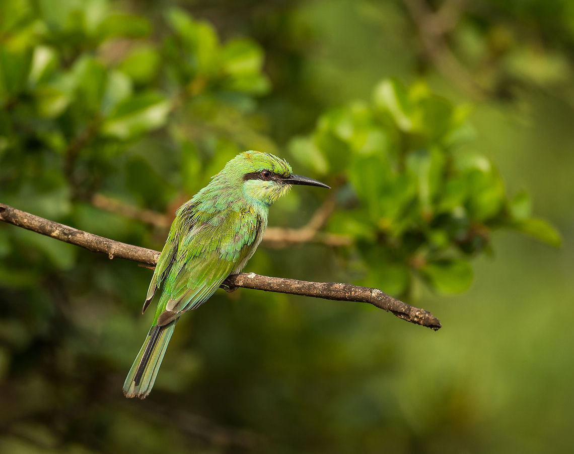 Closeup of Green Bee-eater at Wilpaththu park, Sri Lanka  Asia,Green Bee-eater,Merops orientalis,Sri Lanka,Wilpaththu