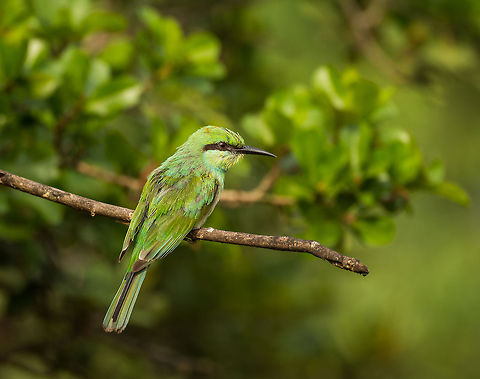 Closeup of Green Bee-eater at Wilpaththu park, Sri Lanka  Asia,Green Bee-eater,Merops orientalis,Sri Lanka,Wilpaththu