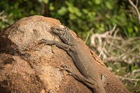 Bengal Monitor sunbathing on rock in Wilpaththu park - closeup, Sri Lanka  Asia,Bengal monitor (Indian monitor),Sri Lanka,Varanus bengalensis,Wilpaththu