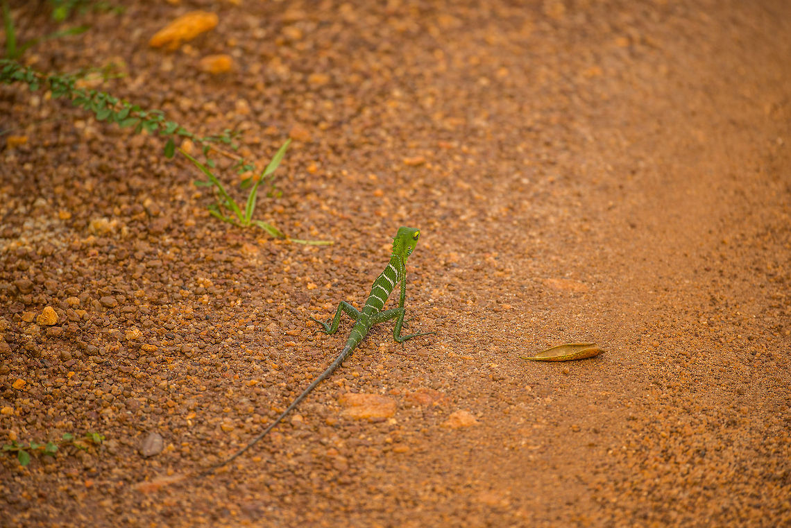 Common Green Forest Lizard in Wilpaththu, Sri Lanka Sorry for the poor angle, it was taken from a jeep and I wasn't allowed to get out. Asia,Calotes calotes,Common Green Forest Lizard,Sri Lanka,Wilpaththu