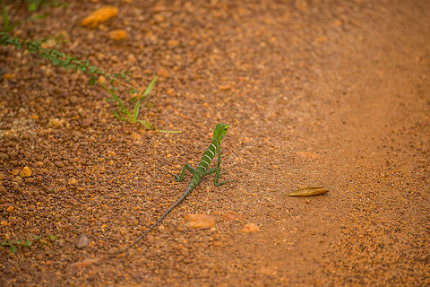 Common Green Forest Lizard in Wilpaththu, Sri Lanka Sorry for the poor angle, it was taken from a jeep and I wasn't allowed to get out. Asia,Calotes calotes,Common Green Forest Lizard,Sri Lanka,Wilpaththu