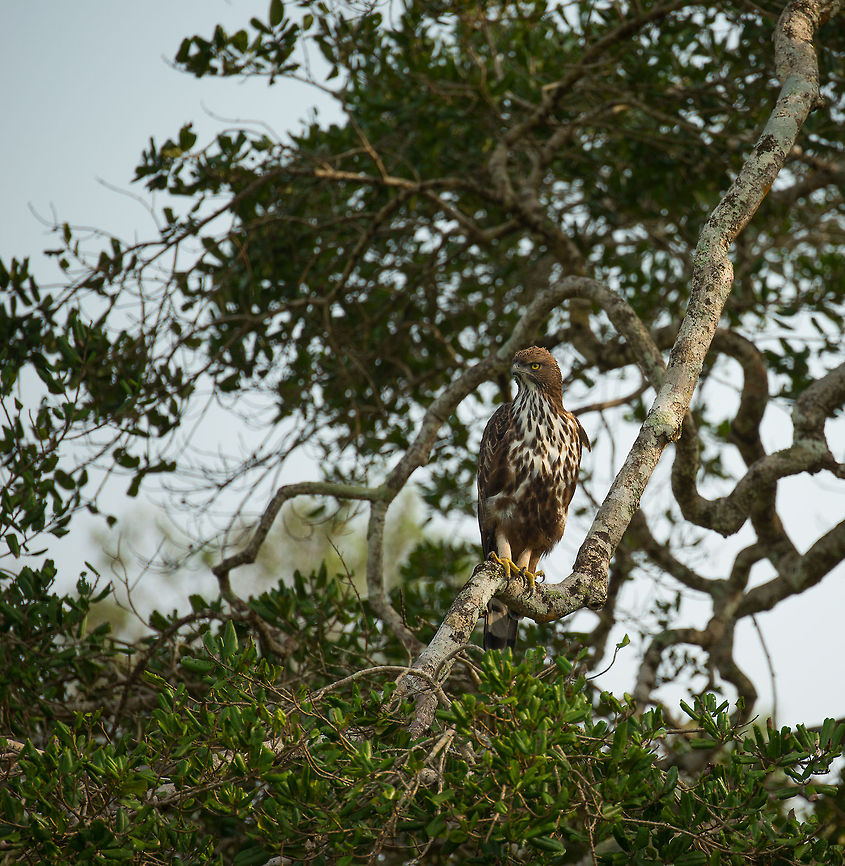 Crested Hawk-Eagle surveys Wilpaththu park, Sri Lanka  Asia,Changeable Hawk-Eagle,Nisaetus cirrhatus,Sri Lanka,Wilpaththu