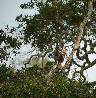 Crested Hawk-Eagle surveys Wilpaththu park, Sri Lanka  Asia,Changeable Hawk-Eagle,Nisaetus cirrhatus,Sri Lanka,Wilpaththu