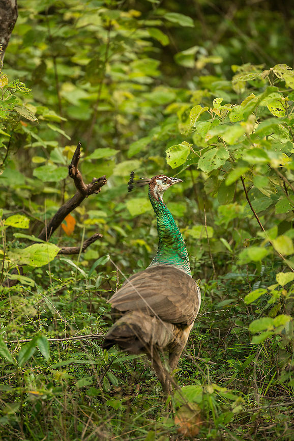 India Peafowl (♀), Wilpaththu, Sri Lanka This female was spotted at a time where it could be picky. As it was the breeding season, males were everywhere displaying and calling. Asia,Indian peafowl,Pavo cristatus,Sri Lanka,Wilpaththu