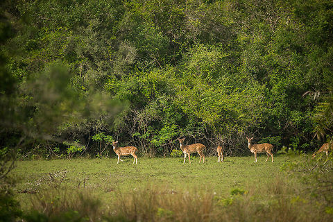 Axis deer gathering in Wilpaththu, Sri Lanka By far the most common mammal spotted in many parks in Sri lanka. Wilpaththu has a large population that easily sustains itself, despite the occassional leopard. Asia,Axis axis,Axis axis ceylonensis,Axis deer,Chital,Sri Lanka,Wilpaththu