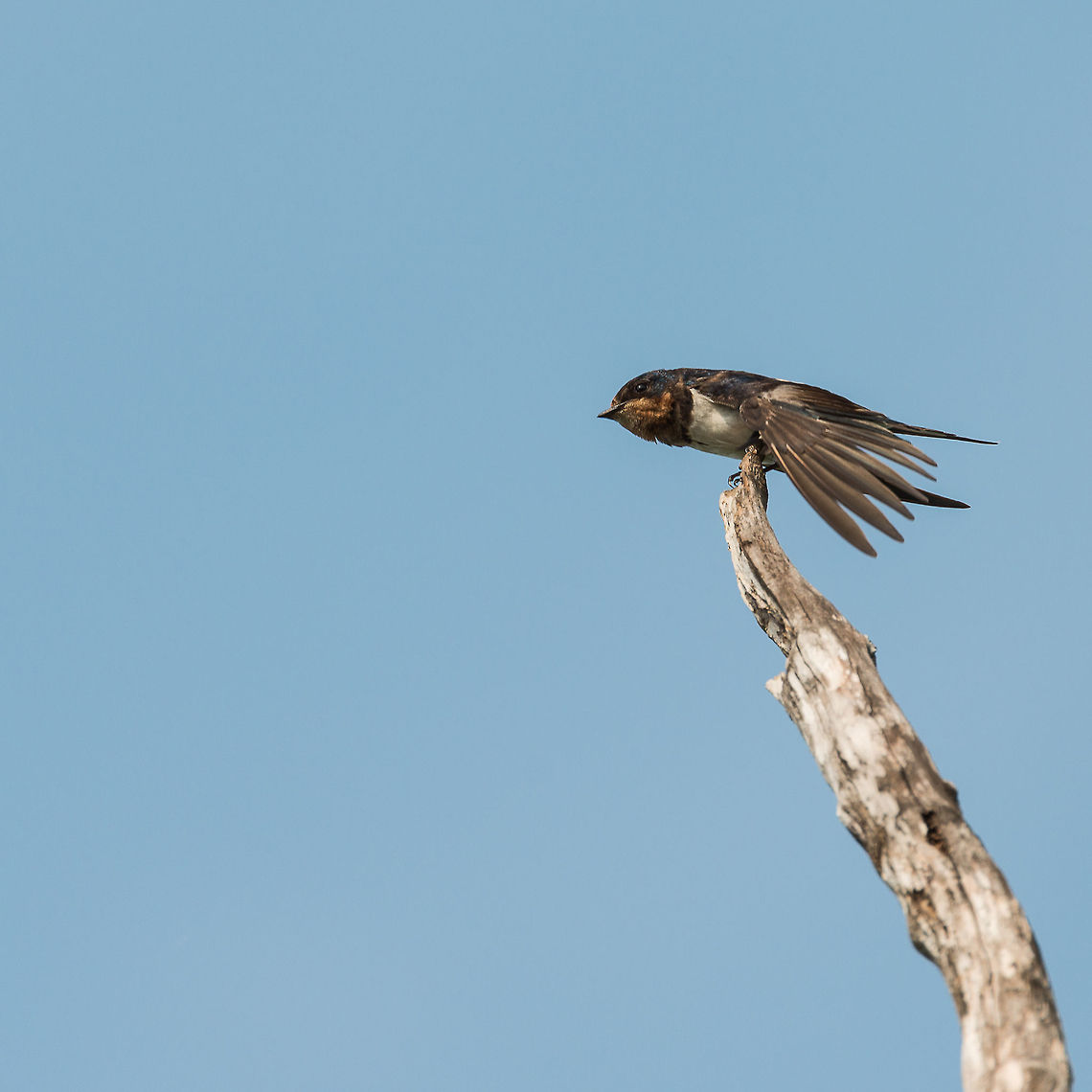 Barn Swallow in Wilpaththu, Sri Lanka This is the first time I have ever photographed any swallow. They arrive as migrants in my home country the Netherlands during the summer (in fact, they are seen as an indicator of the start of summer), yet are often far away or flying at enormous speeds. I&#039;m glad to finally have found a relaxed one at a reasonable distance. Asia,Barn swallow,Hirundo rustica,Sri Lanka,Wilpaththu