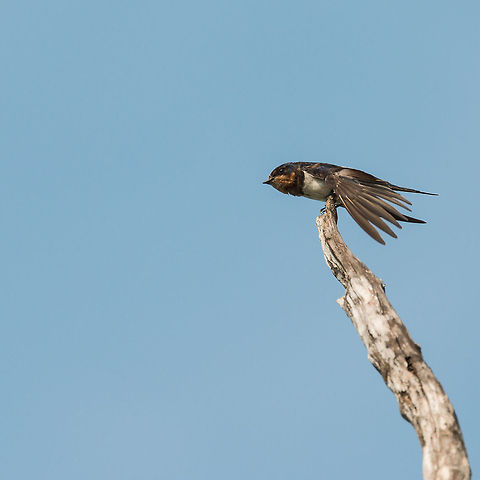 Barn Swallow in Wilpaththu, Sri Lanka This is the first time I have ever photographed any swallow. They arrive as migrants in my home country the Netherlands during the summer (in fact, they are seen as an indicator of the start of summer), yet are often far away or flying at enormous speeds. I'm glad to finally have found a relaxed one at a reasonable distance. Asia,Barn swallow,Hirundo rustica,Sri Lanka,Wilpaththu