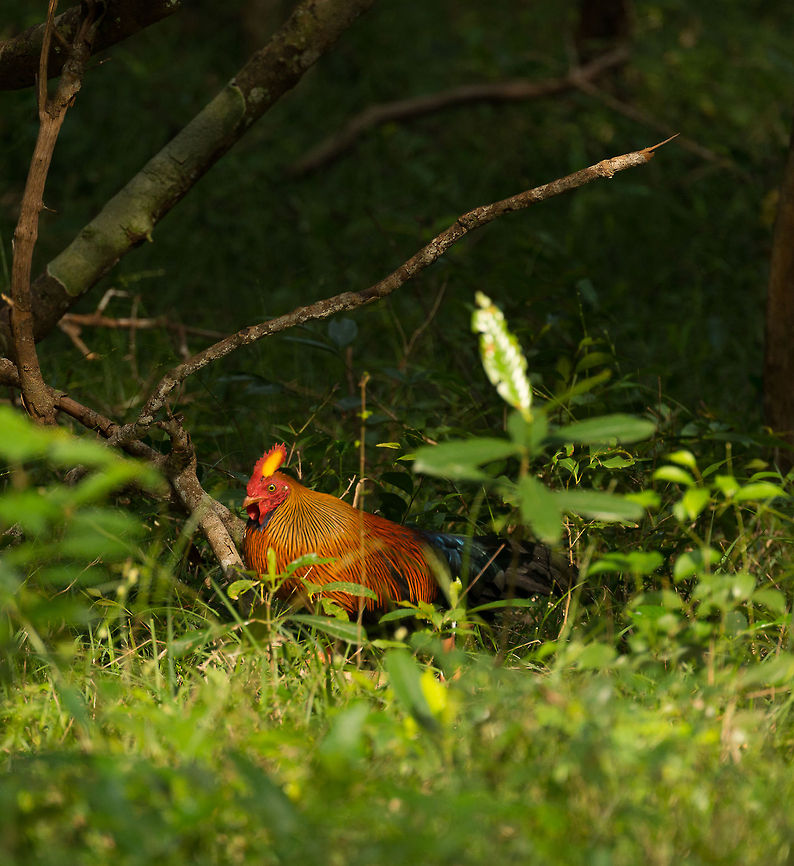 Sri Lanka JungleFowl (♂), Wilpaththu, Sri Lanka Another spotting of this colorful bird, that tourists may describe as any ordinary hen. Still, excitement will grow once you experience the enthusiasm of trackers when they see this bird, they consider it an important bird of national significance. Asia,Gallus lafayetii,Sri Lanka,Sri Lankan Junglefowl,Wilpaththu