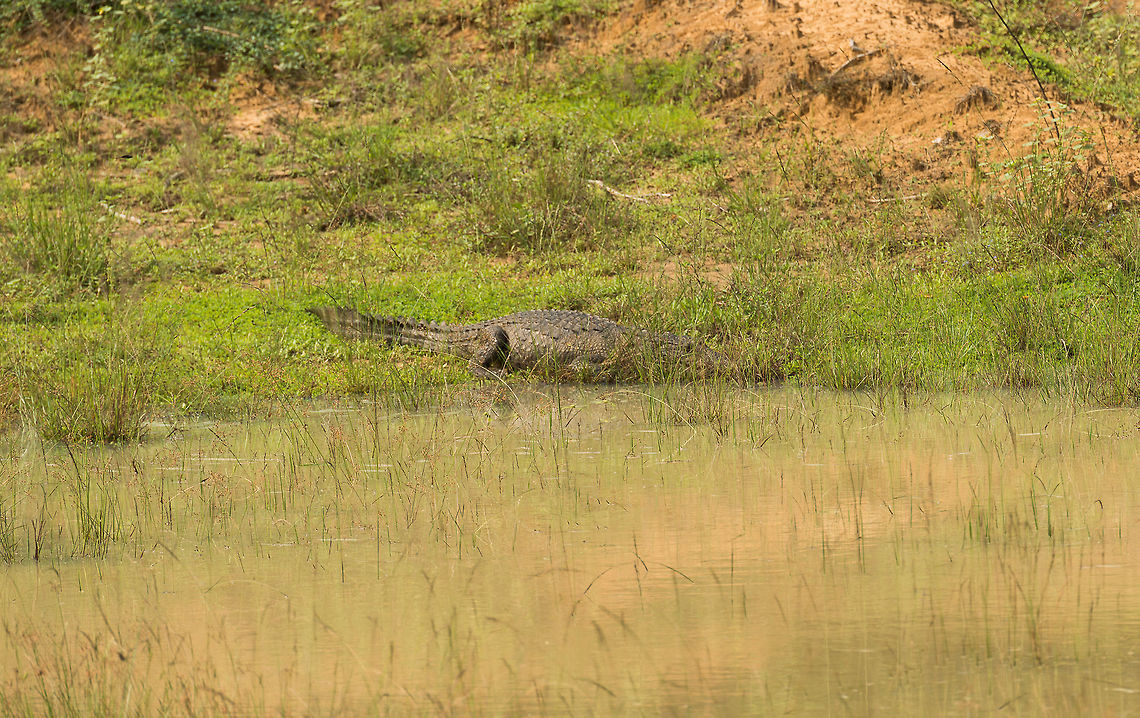Mugger Crocodile at Wilpaththu park, Sri Lanka Only two species of crocodile inhabit Sri Lanka, the saltwater crocodile and the mugger crocodile. Without a clear view on the snout, I have to assume that this is a mugger, mostly based on its size. They are typically in or around the many water pools during and after the dry season in Sri Lanka. Asia,Crocodylus palustris,Mugger crocodile,Sri Lanka,Wilpaththu