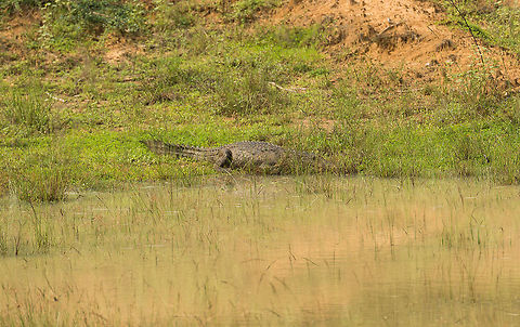 Mugger Crocodile at Wilpaththu park, Sri Lanka Only two species of crocodile inhabit Sri Lanka, the saltwater crocodile and the mugger crocodile. Without a clear view on the snout, I have to assume that this is a mugger, mostly based on its size. They are typically in or around the many water pools during and after the dry season in Sri Lanka. Asia,Crocodylus palustris,Mugger crocodile,Sri Lanka,Wilpaththu