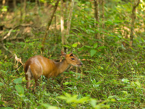 Indian muntjac at Wilpaththu, Sri Lanka Unlike the axis deer, during our  travel we only spotted this species of deer once or twice. Possibly this is the  M. m. malabaricus sub species. Asia,Indian muntjac,Muntiacus muntjak,Sri Lanka,Wilpaththu