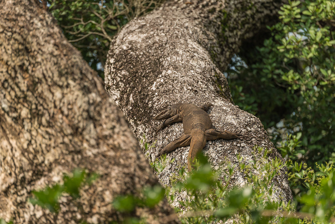 Bengal Monitor sunbathing in tree at Wilpaththu park, Sri Lanka After seeing them on roads and rocks, here is a spotting of a Bengal Monitor in a high tree (10m), showing their decent climbing skills. Asia,Bengal monitor (Indian monitor),Sri Lanka,Varanus bengalensis,Wilpaththu