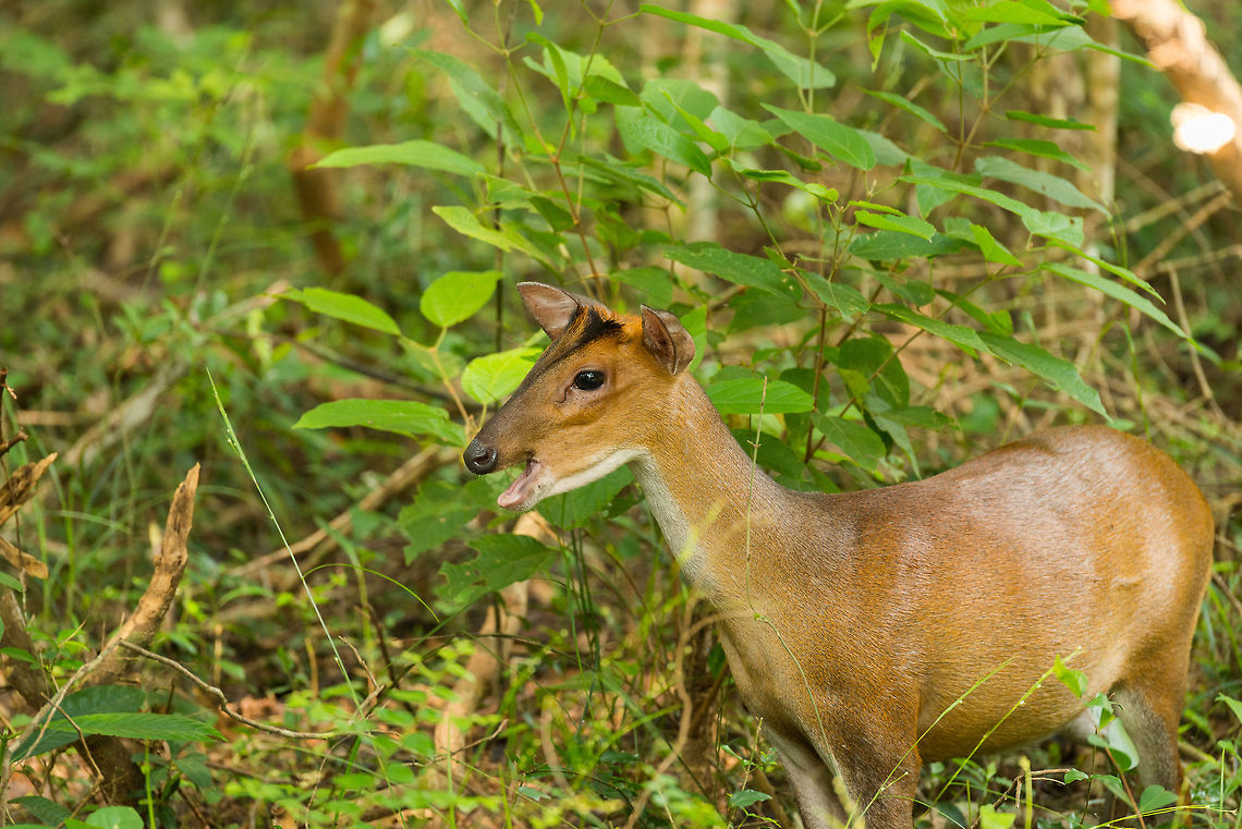 Indian muntjac (barking deer) at Wilpaththu, Sri Lanka Unlike the axis deer which we spotted hundreds of times, during our  travel in Sri Lanka we only spotted this species of deer once or twice. Possibly this is the  M. m. malabaricus sub species. The photo suggest that this &quot;barking deer&quot;, as it is also referred to, it barking, but it wasn&#039;t really. Asia,Indian muntjac,Muntiacus muntjak,Sri Lanka,Wilpaththu