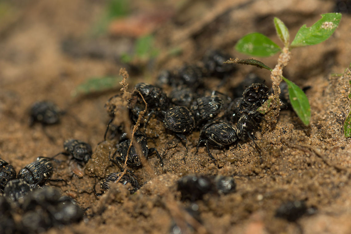 Gymnopleurus koenigi in Wilpaththu, Sri Lanka In Wilpaththu we found this group of dung beetles competing over a pile of dung. I'm having trouble finding the exact species as information is very limited online. A notable identification clue may be the yellow spots on their back, but I'm unable to match it with anything so far. Closeup:<br />
<figure class="photo"><a href="https://www.jungledragon.com/image/23681/gymnopleurus_koenigi_dung_beetles_pushing_ball_of_dung_in_wilpaththu_sri_lanka.html" title="Gymnopleurus koenigi Dung beetles pushing ball of dung in Wilpaththu, Sri Lanka"><img src="https://s3.amazonaws.com/media.jungledragon.com/images/2/23681_thumb.jpg?AWSAccessKeyId=05GMT0V3GWVNE7GGM1R2&Expires=1770854410&Signature=3QWC8eP9wTnDkg%2B4plkwaruzZDQ%3D" width="200" height="134" alt="Gymnopleurus koenigi Dung beetles pushing ball of dung in Wilpaththu, Sri Lanka Here's a closeup of a dung beetle pushing a ball of dung which it use to lure a female. In the background you can see another male chasing it, trying to steal the ball. Source of the ball:<br />
<br />
http://www.jungledragon.com/image/23670/dung_beetles_in_wilpaththu_sri_lanka.html Asia,Gymnopleurus koenigi,Sri Lanka,Wilpaththu" /></a></figure> Asia,Gymnopleurus koenigi,Sri Lanka,Wilpaththu