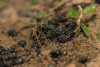 Gymnopleurus koenigi in Wilpaththu, Sri Lanka In Wilpaththu we found this group of dung beetles competing over a pile of dung. I'm having trouble finding the exact species as information is very limited online. A notable identification clue may be the yellow spots on their back, but I'm unable to match it with anything so far. Closeup:<br />
http://www.jungledragon.com/image/23681/dung_beetles_pushing_ball_of_dung_in_wilpaththu_sri_lanka.html Asia,Gymnopleurus koenigi,Sri Lanka,Wilpaththu