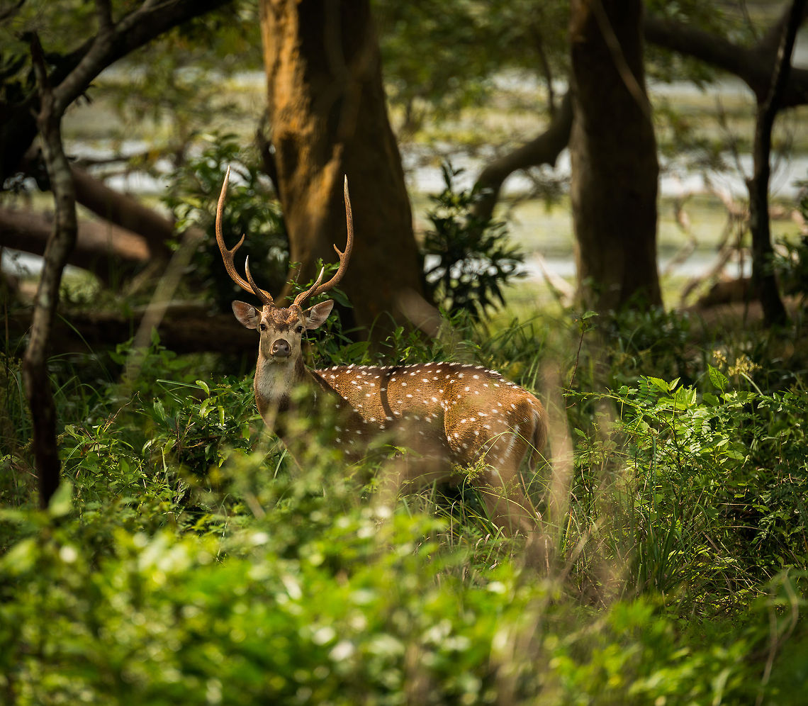 Sri Lankan Axis deer (♂), Wilpaththu, Sri Lanka One of few males we saw with intact antlers, many had damaged ones from fights with other males. Asia,Axis axis ceylonensis,Sri Lanka,Sri Lankan axis deer,Wilpaththu