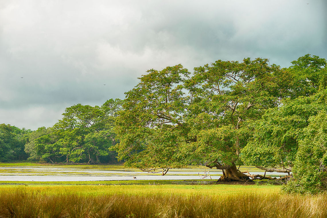 Wilpaththu scenery, Sri Lanka In one of few stops during our full day safaris here, I took this landscape shot of Wilpaththu park. It is November, at the very start of the dry season.  Asia,Sri Lanka,Wilpaththu