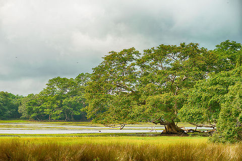 Wilpaththu scenery, Sri Lanka In one of few stops during our full day safaris here, I took this landscape shot of Wilpaththu park. It is November, at the very start of the dry season.  Asia,Sri Lanka,Wilpaththu