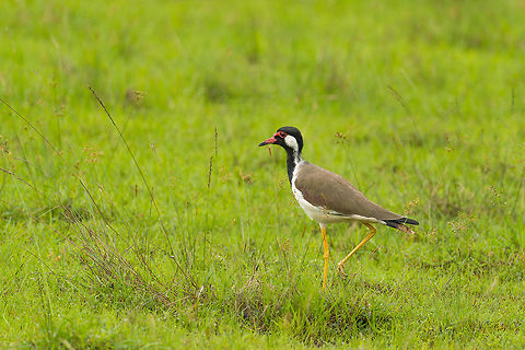 Red-wattled Lapwing in Wilpaththu, Sri Lanka A very common bird in Sri Lanka and most of Asia around water pools. It seems like a well behaved bird, but its call is very loud. It nests on the ground where it relies on the camouflage color of the eggs to prevent discovery. Asia,Red-wattled Lapwing,Sri Lanka,Vanellus indicus,Wilpaththu