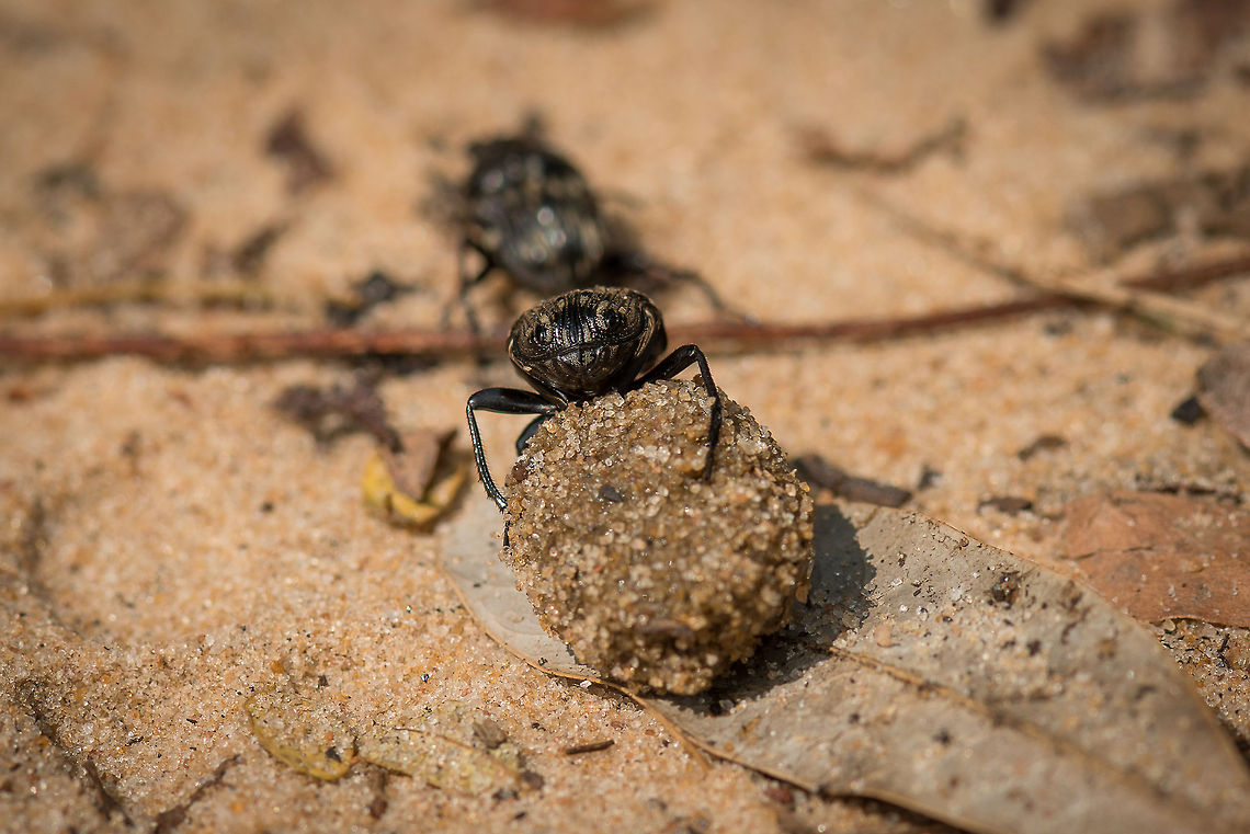 Gymnopleurus koenigi Dung beetles pushing ball of dung in Wilpaththu, Sri Lanka Here's a closeup of a dung beetle pushing a ball of dung which it use to lure a female. In the background you can see another male chasing it, trying to steal the ball. Source of the ball:<br />
<br />
<figure class="photo"><a href="https://www.jungledragon.com/image/23670/gymnopleurus_koenigi_in_wilpaththu_sri_lanka.html" title="Gymnopleurus koenigi in Wilpaththu, Sri Lanka"><img src="https://s3.amazonaws.com/media.jungledragon.com/images/2/23670_thumb.jpg?AWSAccessKeyId=05GMT0V3GWVNE7GGM1R2&Expires=1770854410&Signature=aOK%2Fg2MNIXXrr2h%2F7qcRr7PUcBs%3D" width="200" height="134" alt="Gymnopleurus koenigi in Wilpaththu, Sri Lanka In Wilpaththu we found this group of dung beetles competing over a pile of dung. I'm having trouble finding the exact species as information is very limited online. A notable identification clue may be the yellow spots on their back, but I'm unable to match it with anything so far. Closeup:<br />
http://www.jungledragon.com/image/23681/dung_beetles_pushing_ball_of_dung_in_wilpaththu_sri_lanka.html Asia,Gymnopleurus koenigi,Sri Lanka,Wilpaththu" /></a></figure> Asia,Gymnopleurus koenigi,Sri Lanka,Wilpaththu