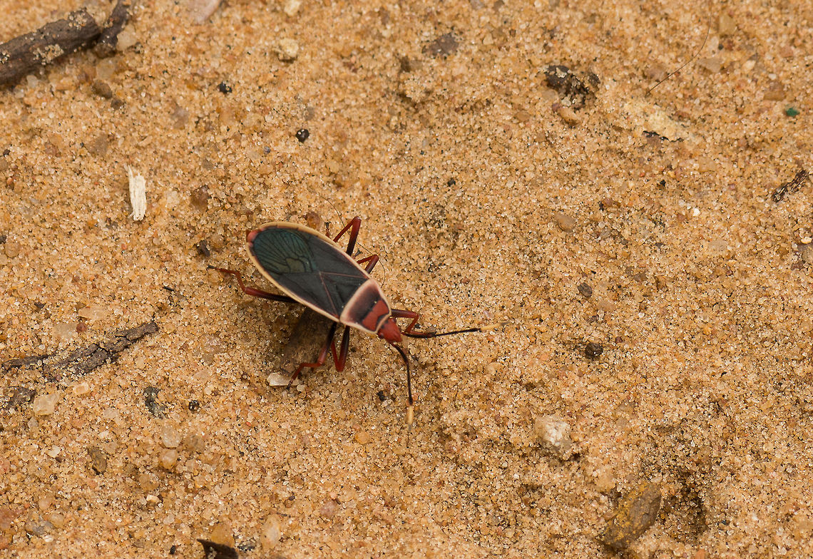 Probergrothius varicornis, Wilpaththu, Sri Lanka  Asia,Probergrothius varicornis,Sri Lanka,Wilpaththu