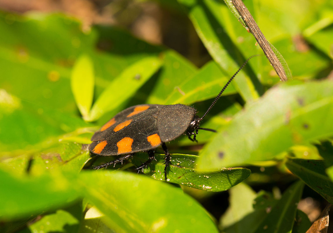 Therea regularis, Wilpaththu, Sri Lanka  Asia,Sri Lanka,Therea regularis,Wilpaththu