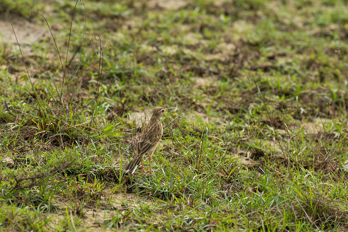 Paddyfield Pipit in Wilpaththu, Sri Lanka The scene is a bit too busy for my liking, but this pipit is often found on the floor, and is quite well camouflaged for that purpose. Anthus rufulus,Asia,Paddyfield pipit,Sri Lanka,Wilpaththu