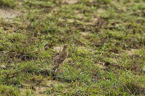 Paddyfield Pipit in Wilpaththu, Sri Lanka The scene is a bit too busy for my liking, but this pipit is often found on the floor, and is quite well camouflaged for that purpose. Anthus rufulus,Asia,Paddyfield pipit,Sri Lanka,Wilpaththu