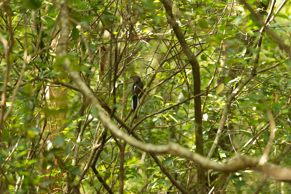 White-rumped shama (Copsychus malabaricus), Wilpaththu, Sri Lanka I know that it is a terrible photo, yet I wanted to share the species' spotting anyway. This concerns a male. In the photo it is right at home, as this birds' habitat is dense vegetation. Asia,Copsychus malabaricus,Sri Lanka,White-rumped shama,Wilpaththu