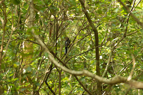 White-rumped shama (Copsychus malabaricus), Wilpaththu, Sri Lanka I know that it is a terrible photo, yet I wanted to share the species' spotting anyway. This concerns a male. In the photo it is right at home, as this birds' habitat is dense vegetation. Asia,Copsychus malabaricus,Sri Lanka,White-rumped shama,Wilpaththu