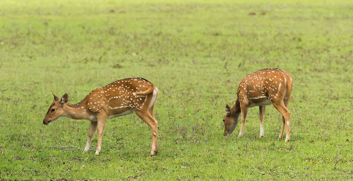 Female axis deer feeding, Wilpaththu, Sri Lanka  Asia,Axis axis ceylonensis,Sri Lanka,Sri Lankan axis deer,Wilpaththu