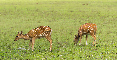 Female axis deer feeding, Wilpaththu, Sri Lanka  Asia,Axis axis ceylonensis,Sri Lanka,Sri Lankan axis deer,Wilpaththu