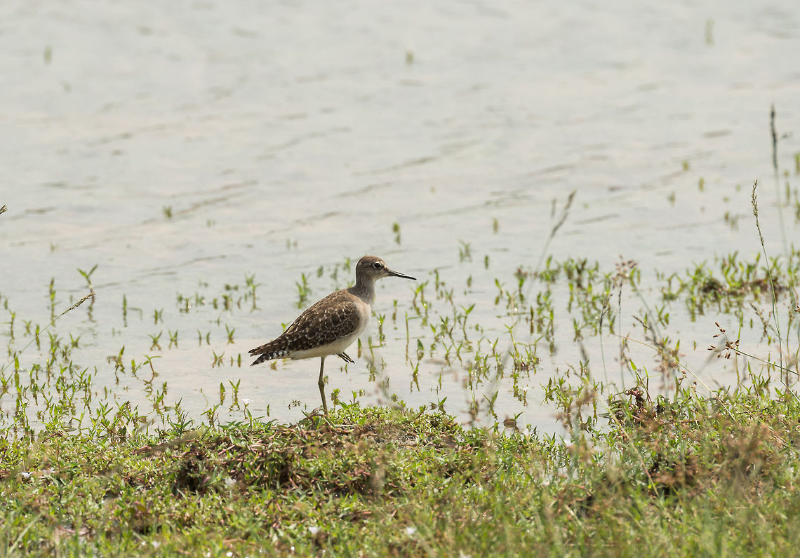 Green sandpiper (presumed), Wilpaththu, Sri Lanka There's a lot of similar looking sandpipers in Sri Lanka, and to make matters worse, their plumage can be different based on gender, age, and breeding season. Therefore, I'm not 100% sure on this identification. Reference photo:<br />
<br />
<a href="http://en.wikipedia.org/wiki/Green_sandpiper#mediaviewer/File:Green_Sandpiper_(Tringa_ochropus)-_In_Breeding_plumage_at_Bharatpur_I_IMG_5533.jpg" rel="nofollow">http://en.wikipedia.org/wiki/Green_sandpiper#mediaviewer/File:Green_Sandpiper_(Tringa_ochropus)-_In_Breeding_plumage_at_Bharatpur_I_IMG_5533.jpg</a> Asia,Sri Lanka,Tringa ochropus,Wilpaththu,green sandpiper