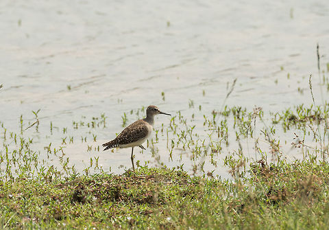 Green sandpiper (presumed), Wilpaththu, Sri Lanka There's a lot of similar looking sandpipers in Sri Lanka, and to make matters worse, their plumage can be different based on gender, age, and breeding season. Therefore, I'm not 100% sure on this identification. Reference photo:

http://en.wikipedia.org/wiki/Green_sandpiper#mediaviewer/File:Green_Sandpiper_(Tringa_ochropus)-_In_Breeding_plumage_at_Bharatpur_I_IMG_5533.jpg Asia,Sri Lanka,Tringa ochropus,Wilpaththu,green sandpiper