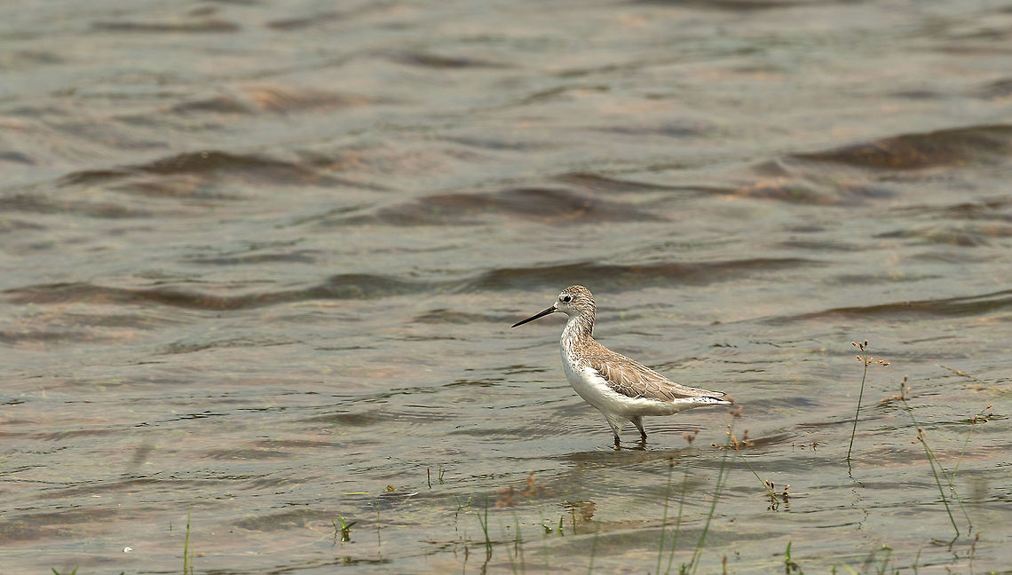 Marsh Sandpiper, Wilpaththu, Sri Lanka  Asia,Marsh Sandpiper,Sri Lanka,Tringa stagnatilis,Wilpaththu