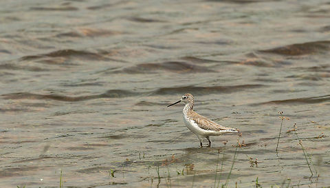 Marsh Sandpiper, Wilpaththu, Sri Lanka  Asia,Marsh Sandpiper,Sri Lanka,Tringa stagnatilis,Wilpaththu