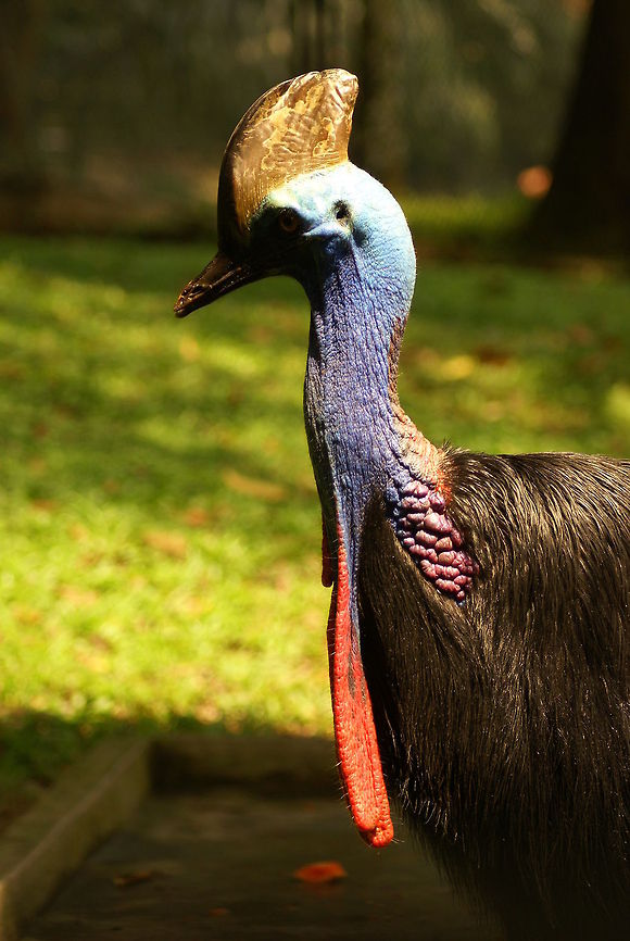 Southern Cassowary Next christmas, turkey eats you! Birds,Cassowary,Casuarius casuarius,Geotagged,Malaysia,Southern Cassowary