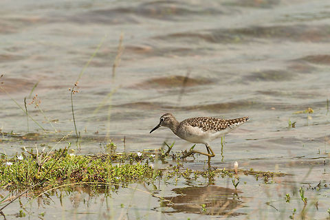 Wood SandPiper (juvenile), Wilpaththu, Sri Lanka  Asia,Sri Lanka,Tringa glareola,Wilpaththu,Wood Sandpiper