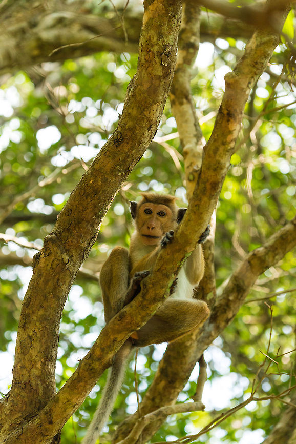 Toque Macaque in tree, Wilpaththu, Sri Lanka  Asia,Macaca sinica,Sri Lanka,Toque macaque,Wilpaththu