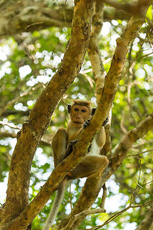 Toque Macaque in tree, Wilpaththu, Sri Lanka  Asia,Macaca sinica,Sri Lanka,Toque macaque,Wilpaththu