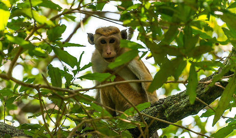 Toque Macaque, Wilpaththu, Sri Lanka Our first monkey spotting in Sri Lanka. This is the endemic Toque Macaque, named after its hairdo. Asia,Macaca sinica,Sri Lanka,Toque macaque,Wilpaththu