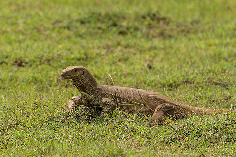 Bengal Monitor with tong out, Wilpaththu, Sri Lanka  Asia,Bengal monitor (Indian monitor),Sri Lanka,Varanus bengalensis,Wilpaththu