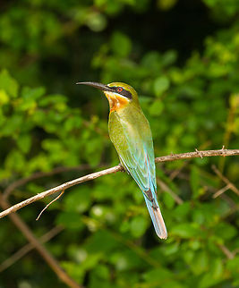 Blue-tailed Bee-eater, Wilpaththu, Sri Lanka Obsessing over flying insects, as always. Although their name suggests they eat bees, they eat dragonflies and butterflies, anything that flies. Asia,Blue-tailed Bee-eater,Merops philippinus,Sri Lanka,Wilpaththu