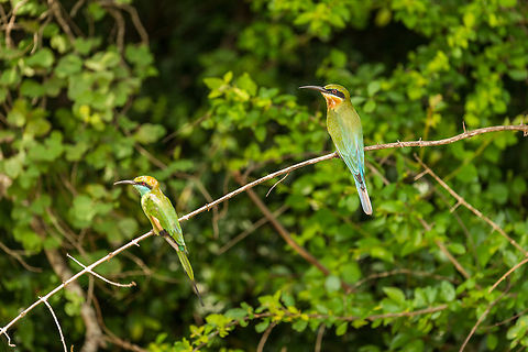 Little Green Bee-eater and Blue-tailed Bee-eater, Wilpaththu, Sri Lanka Two common bee-eater species in Sri Lanka sharing a single twig as their choice of hunting base. The third bee-eater species in Sri Lanka is the chestnut-headed bee-eater, not visible in this photo. Asia,Blue-tailed Bee-eater,Merops philippinus,Sri Lanka,Wilpaththu