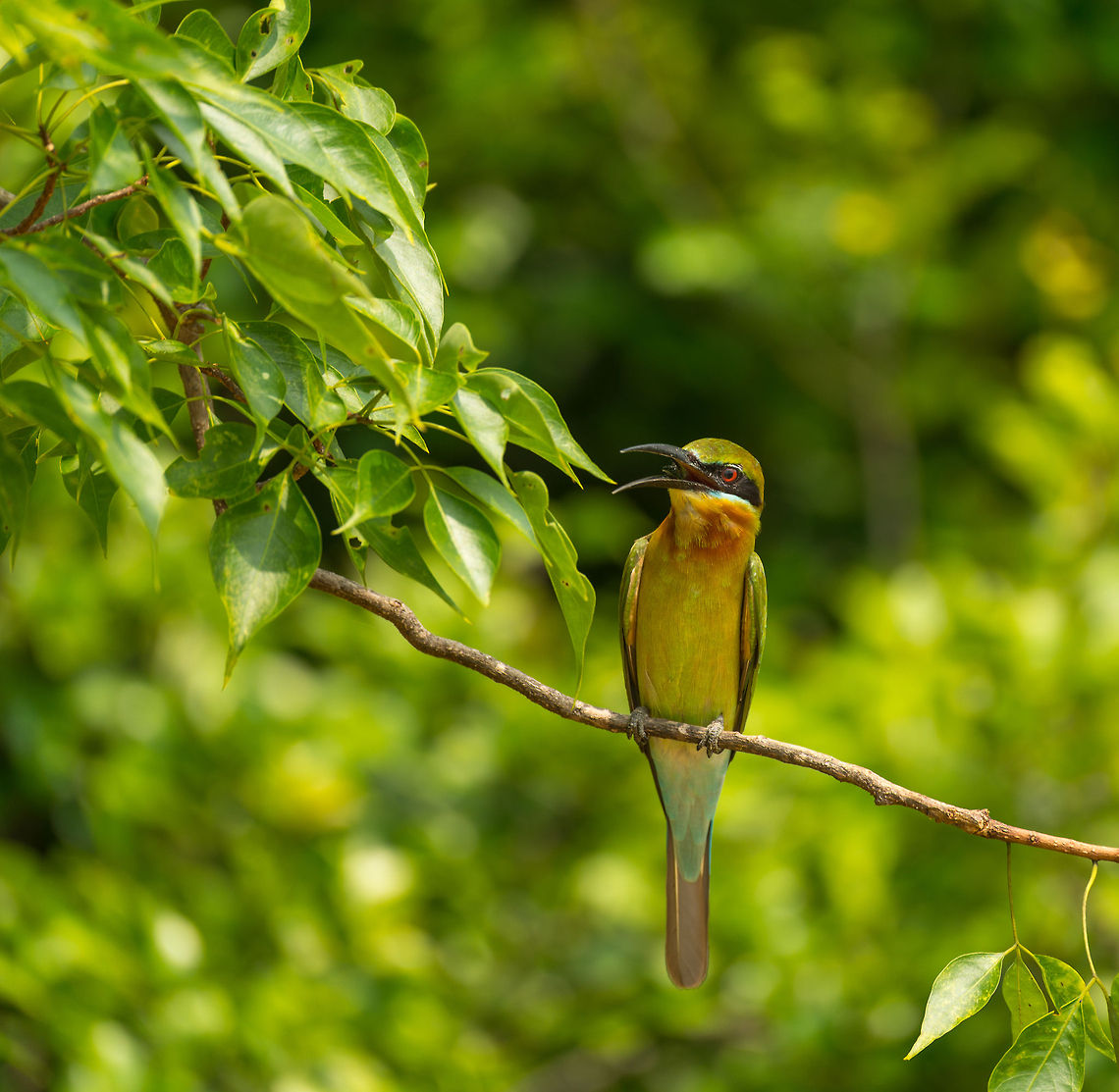 Blue-tailed Bee-eater snacking, Wilpaththu, Sri Lanka A bit hard to see, but an insect is almost swallowed in this photo. Asia,Blue-tailed Bee-eater,Merops philippinus,Sri Lanka,Wilpaththu
