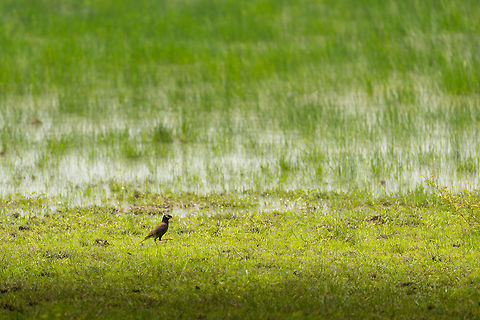 Common Myna in Wilpaththu, Sri Lanka Walking the shore of a small pond in Wilpaththu park. These birds are fearless and very territorial, I'll demonstrate that much later in the Sri Lanka set. Acridotheres tristis,Asia,Common myna,Sri Lanka,Wilpaththu