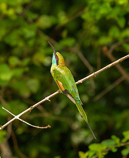 Little Green Bee-eater, Wilpaththu, Sri Lanka In pre launch mode, where the target is locked in. A hunt only takes seconds, after which it will return to this branch. Asia,Green Bee-eater,Merops orientalis,Sri Lanka,Wilpaththu