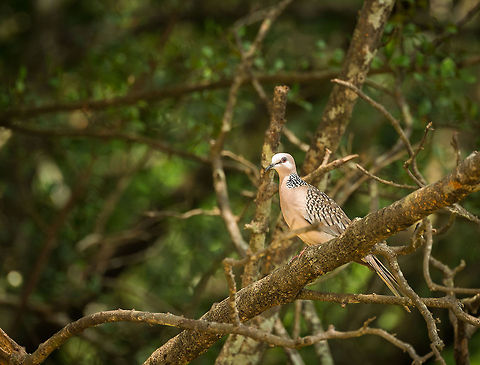 Spotted Dove in Wilpaththu, Sri Lanka  Asia,Spilopelia chinensis,Spotted Dove,Sri Lanka,Wilpaththu